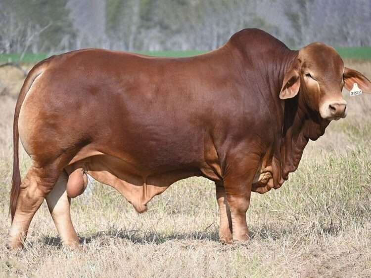 Wajatryn President (S) D5