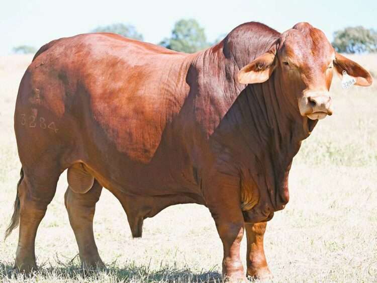 Wajatryn P.K. (P) D5