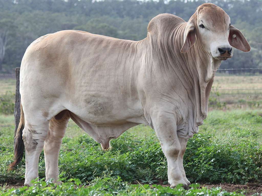 Lot 9 Minlacowie Zenon 13 1