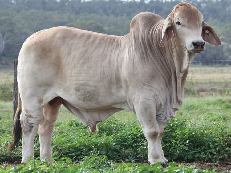 Minlacowie Zenon 13-1 (H)