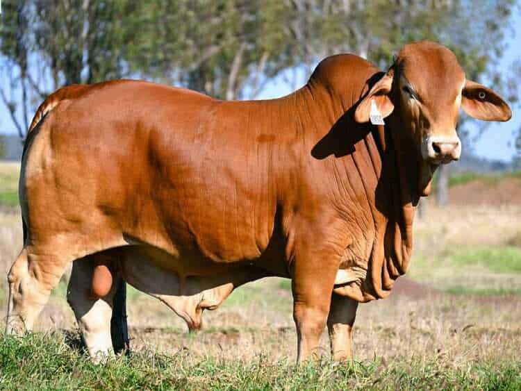 Wajatryn Pilot (H) D3