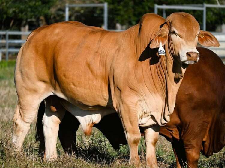 Wajatryn Pompeii (S) D3