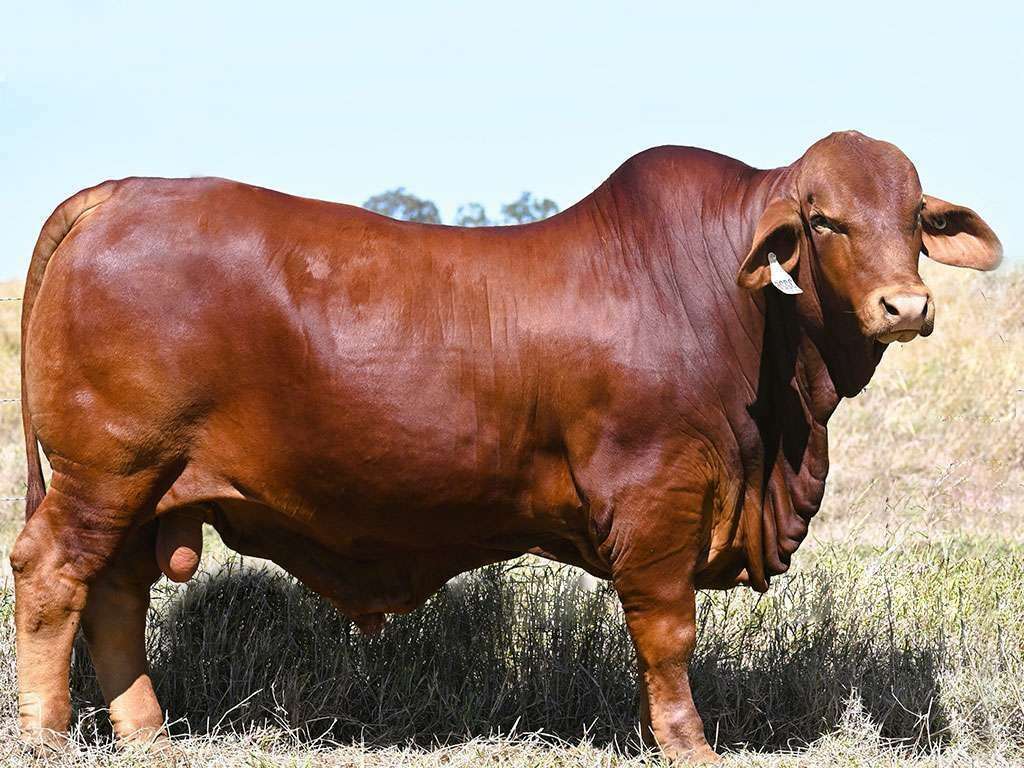 Lot 95 Wajatryn 3226 straightened out