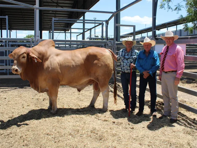 The top priced bull, Minlacowie Arizona 44 (PP) Pictured with the Vendor Jason Spann, buyer Bill Neill-Ballantine and agent Mark Scholes. Photo courtesy of Queensland Country Life.