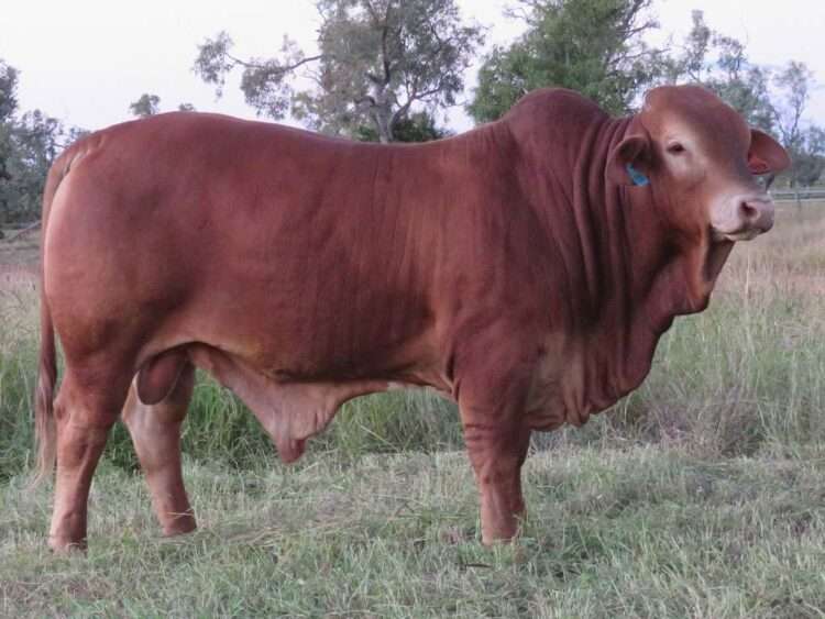 Wetheron Engine (H) D5