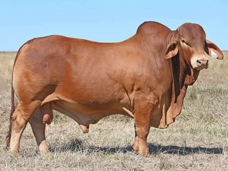 Wajatryn Power (P) D3