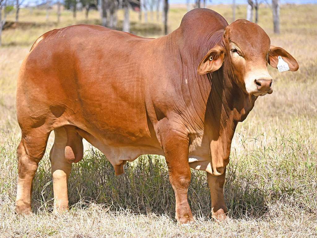 lot 82 Wajatryn Platinum CQ Invit Sale