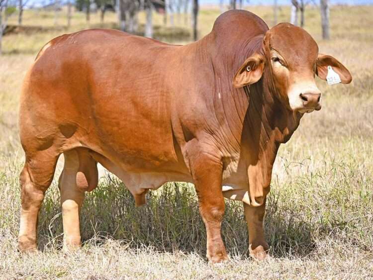 Wajatryn Platinum (P) D3