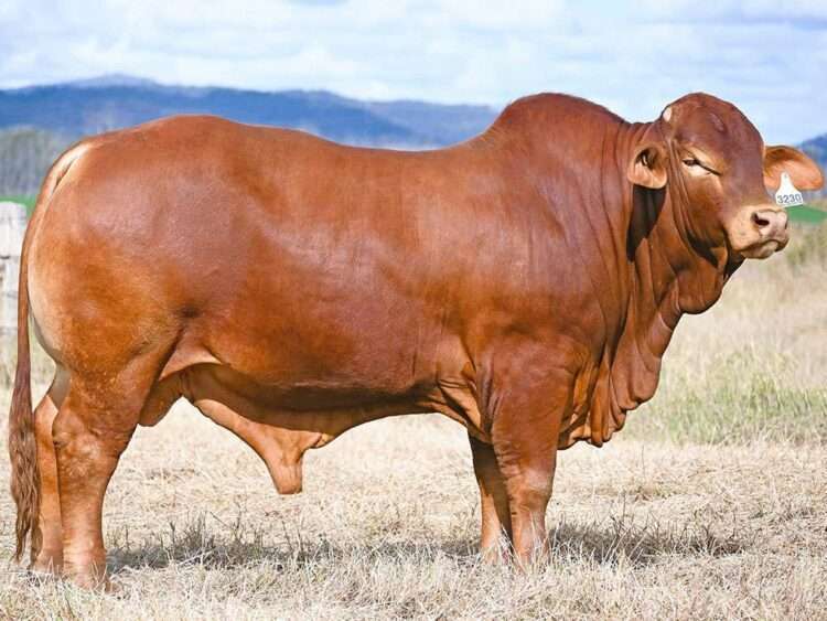 Wajatryn Pirate (S) D5